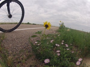 Flor de beira de estrada
