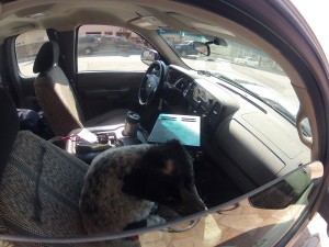 Cão no carro Cão no carro