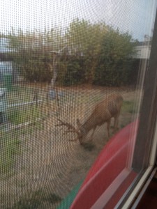 Alce no quintal Alce no quintal