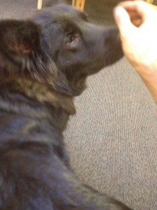 IMG_1435 Que falta faz meu cão