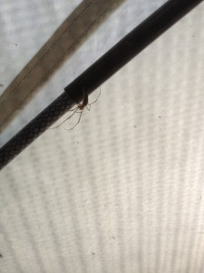 Dona Aranha Dona Aranha na barraca