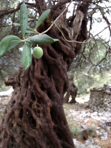 Em primeiro plano, uma azeitona solitária ainda pendurada nem seu galho, com quatro folhas logo acima. No segundo plano, o tronco da oliveira a que pertence esse galho, retorcido pelos séculos. Ao fundo, algumas outras oliveiras se levantam sobre o chão pedregoso.