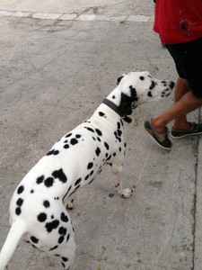 Um cão dálmata adulto e grande, de aproximadamente meio metro de altura, segue seu dono pelo calçadão de uma praia croata.