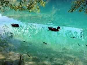 Dois patos pretos nadam sobre a superfície da água esverdeada. A água é tão límpida que pode-se ver as pernas dos patos e os peixes logo abaixo.